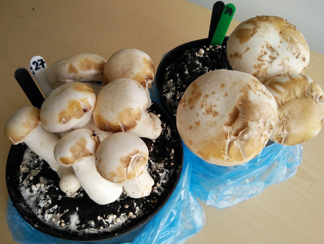 Ginger blotch cap cracking symptoms on mushrooms 